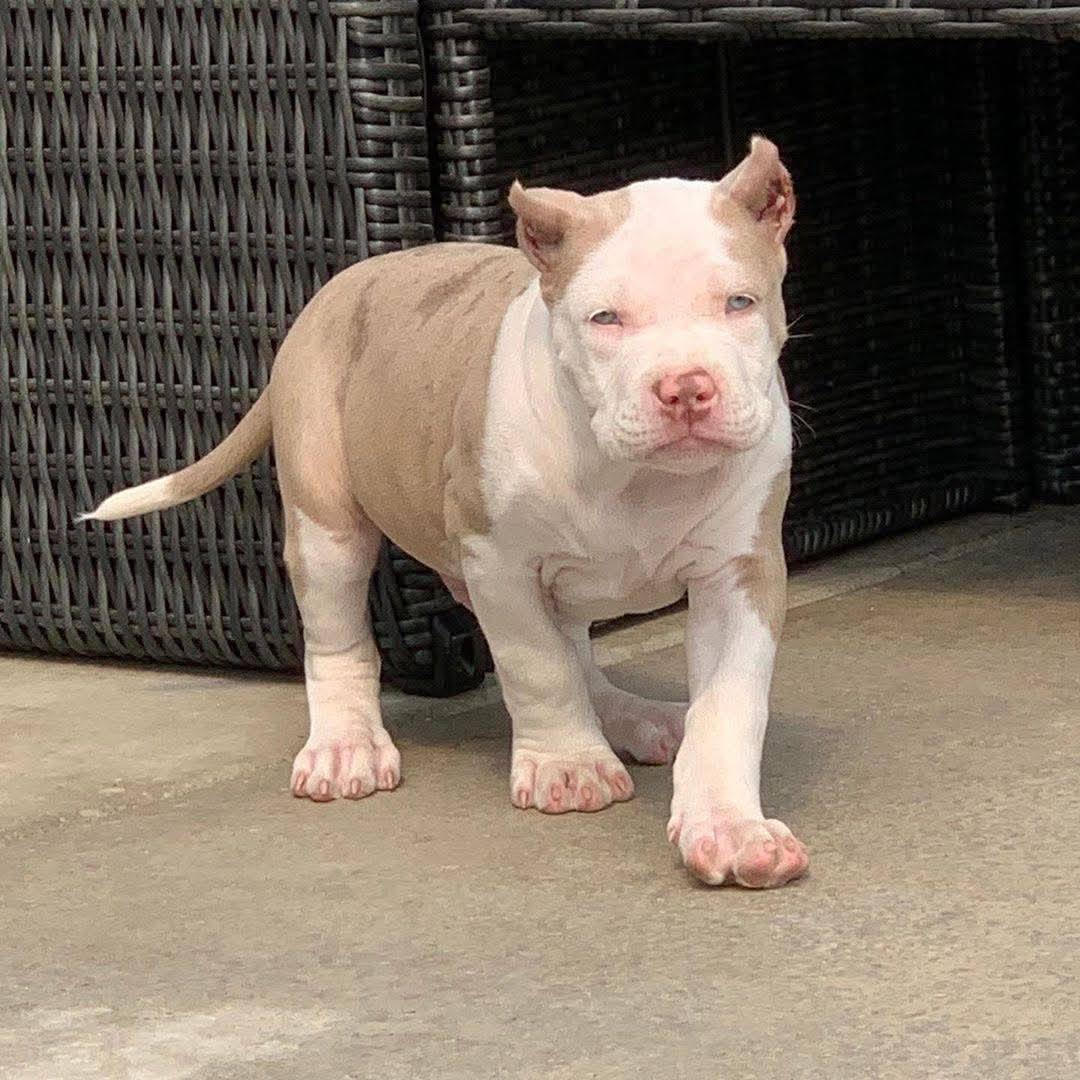 Ghost the blue American Bully enjoying the sun